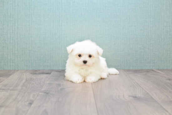 Sweet Maltese Purebred Puppy