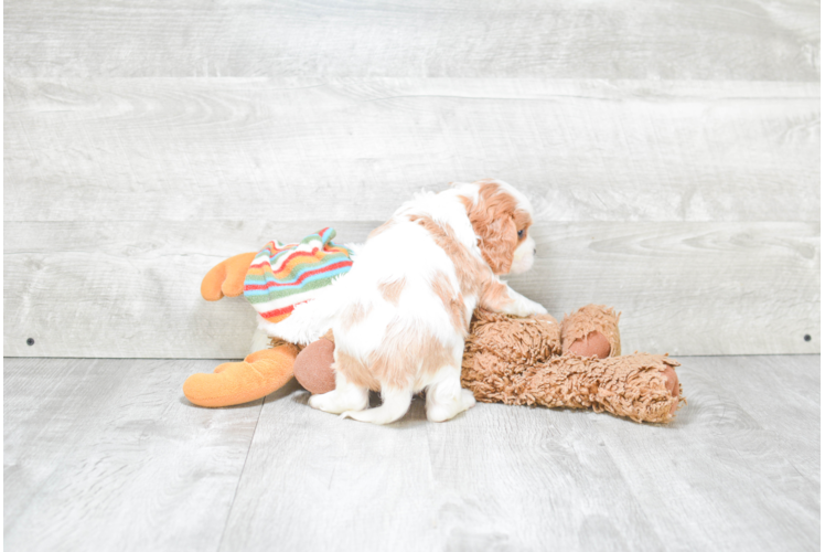 Little Cavoodle Poodle Mix Puppy