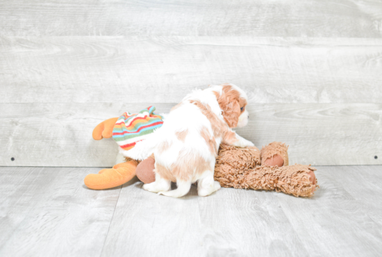 Little Cavoodle Poodle Mix Puppy