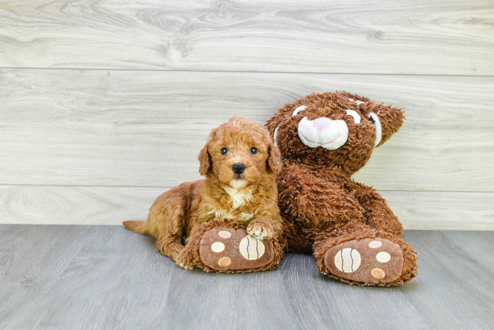 Mini Goldendoodle Pup Being Cute