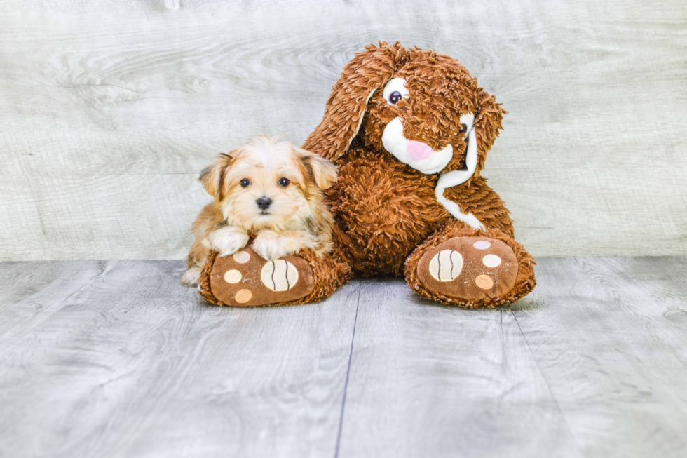 Morkie Puppy for Adoption