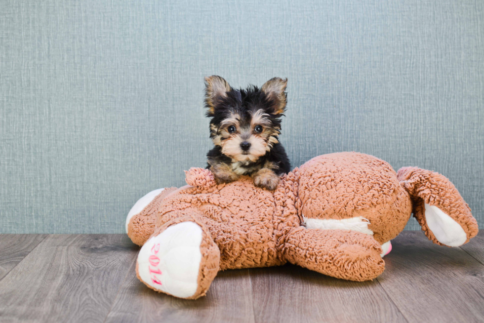Best Morkie Baby