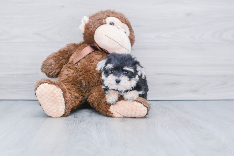 Morkie Pup Being Cute