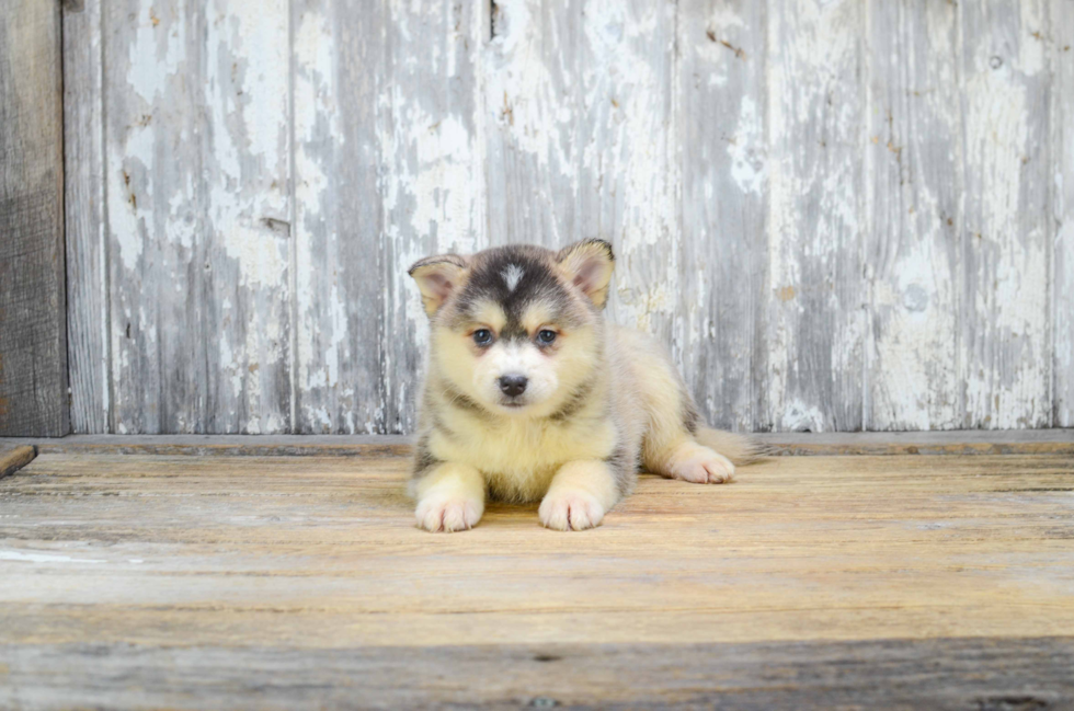 Best Pomsky Baby
