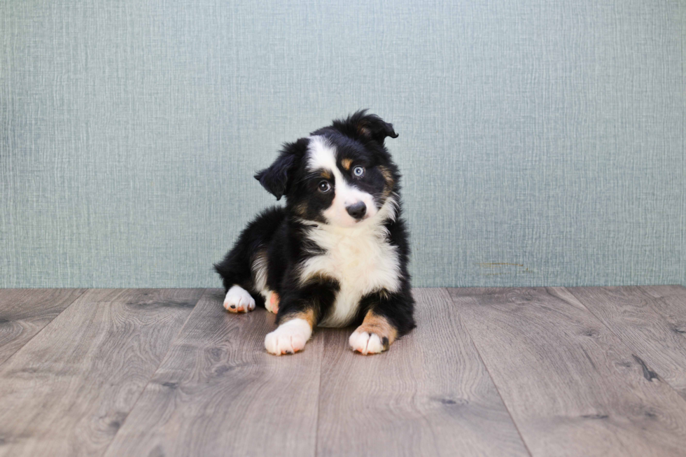 Mini Aussiedoodle Puppy for Adoption