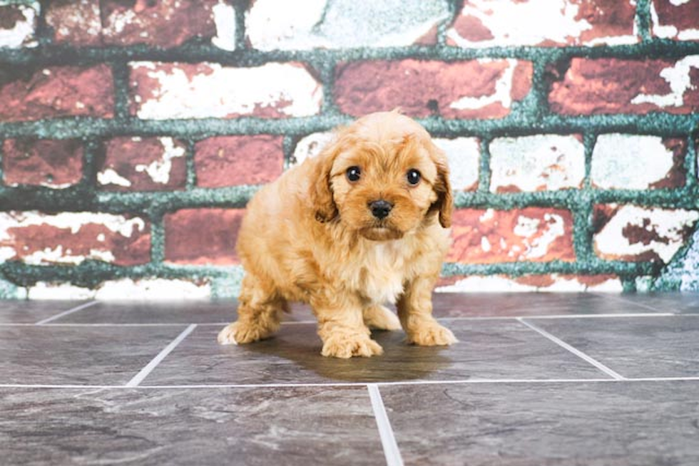 Hypoallergenic Cavoodle Poodle Mix Puppy