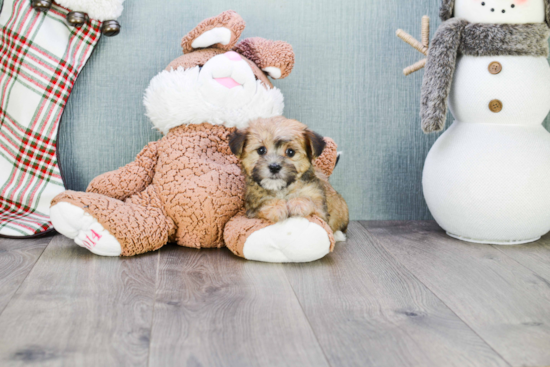 Popular Morkie Designer Pup