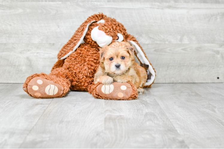 Smart Morkie Designer Pup