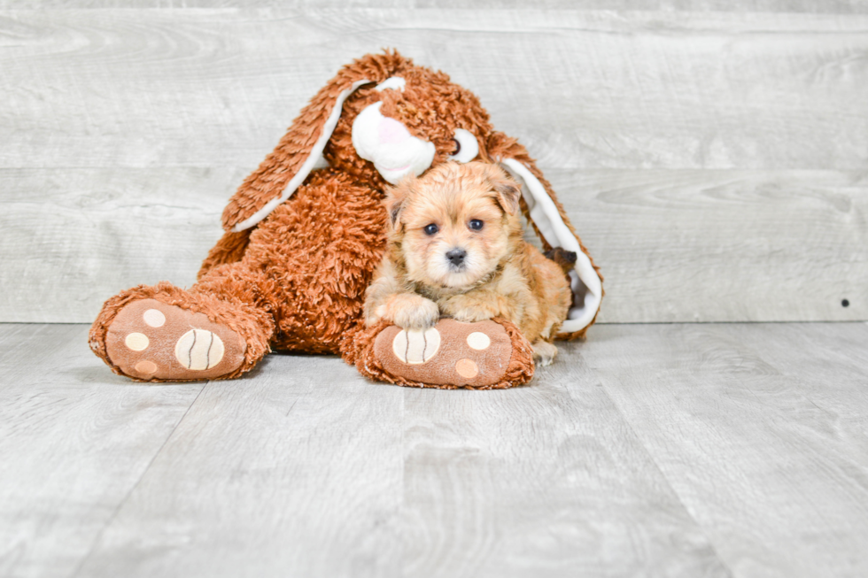 Smart Morkie Designer Pup