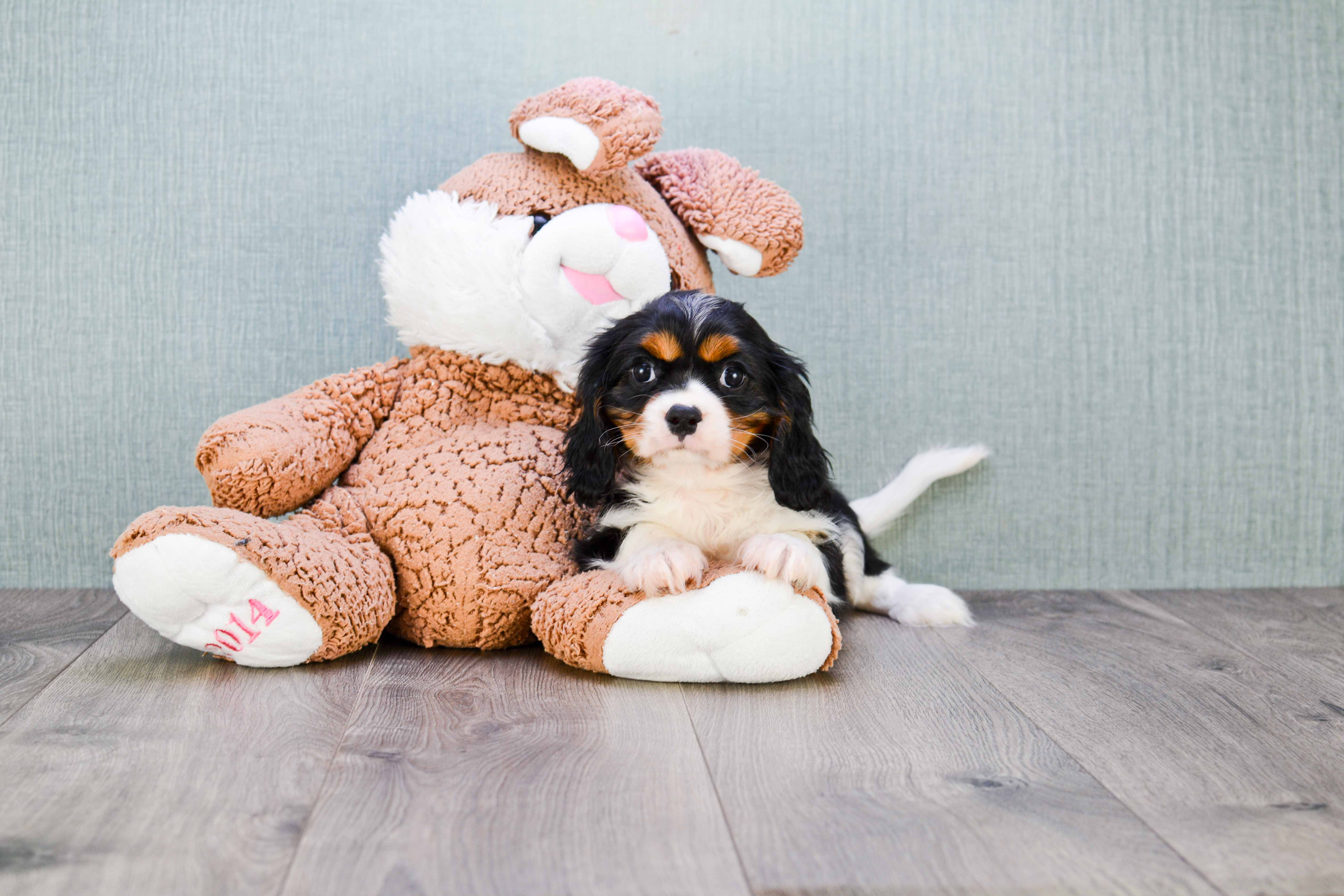 Cavalier King Charles Spaniel Puppy for Adoption