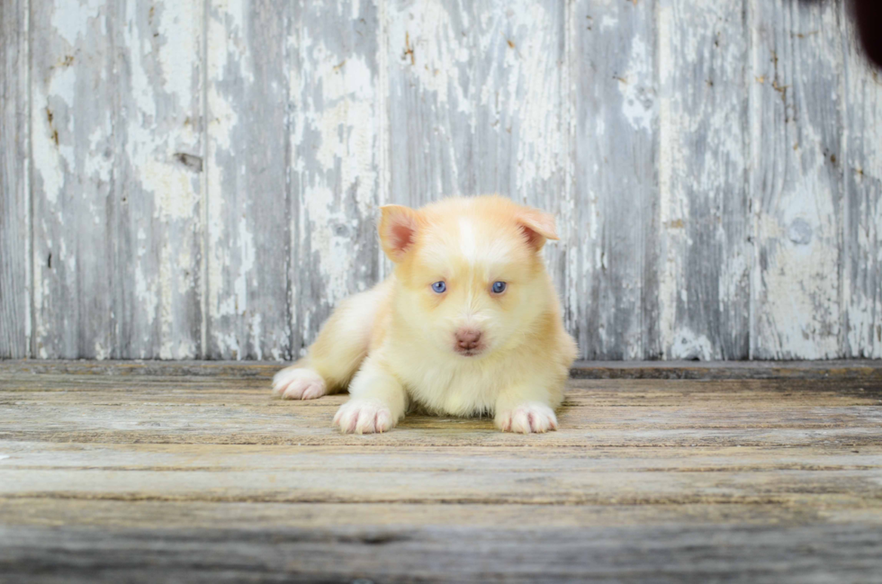 Pomsky Puppy for Adoption