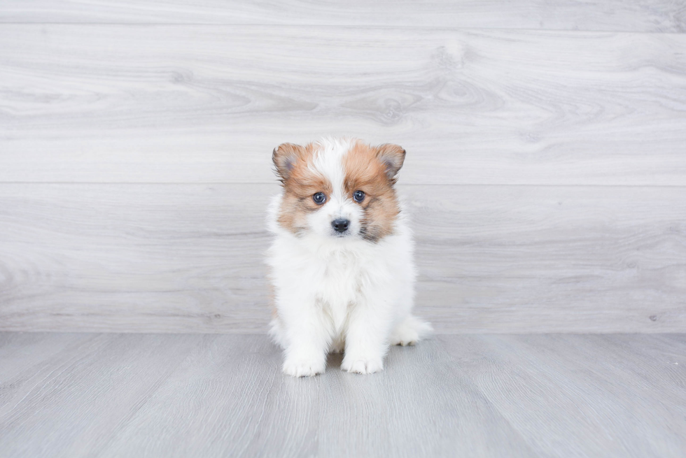 Happy Pomeranian Purebred Puppy