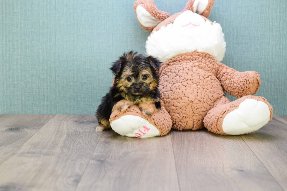 Morkie Pup Being Cute