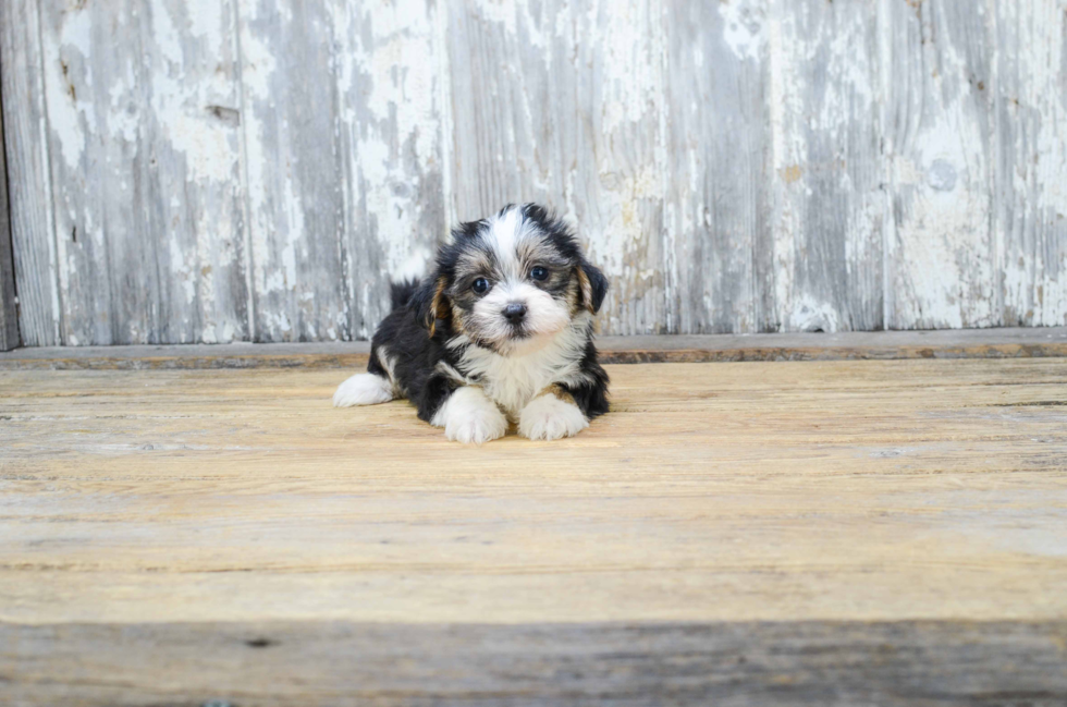 Fluffy Morkie Designer Pup