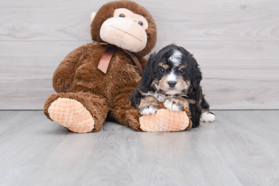 Best Mini Bernedoodle Baby