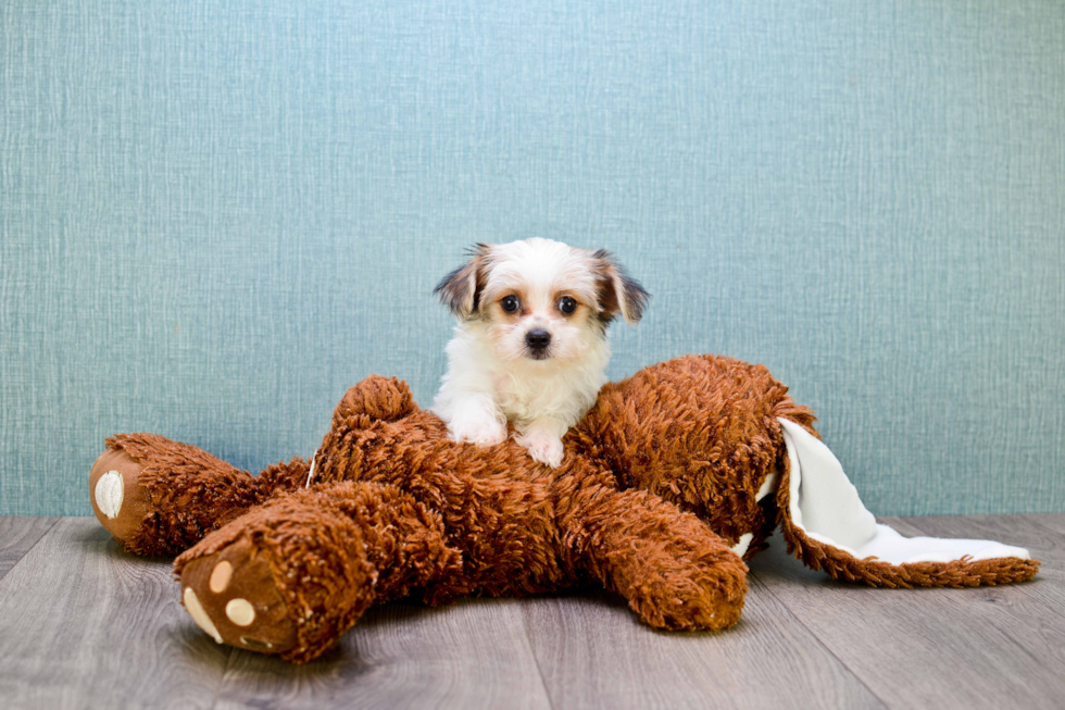 Morkie Puppy for Adoption