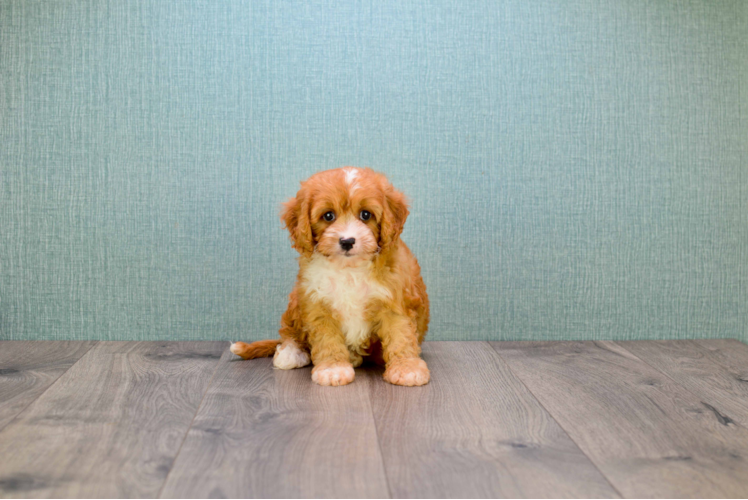 Best Cavapoo Baby