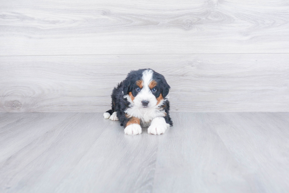 Best Mini Bernedoodle Baby