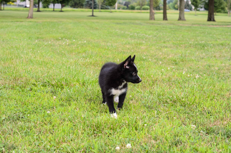 Hypoallergenic Mini Husky Designer Puppy