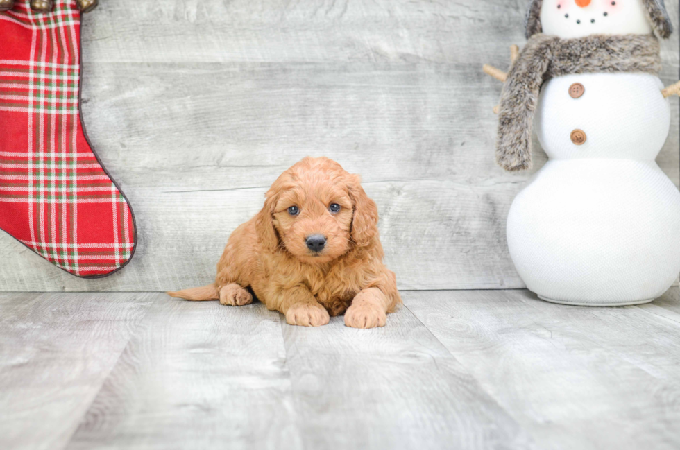 Best Mini Goldendoodle Baby