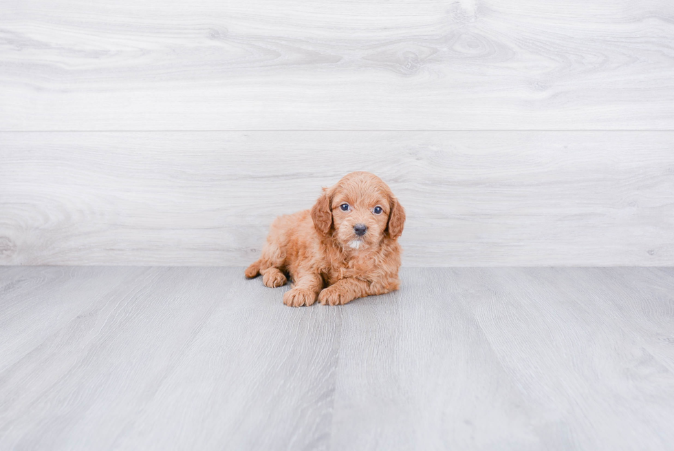 Popular Mini Goldendoodle Poodle Mix Pup