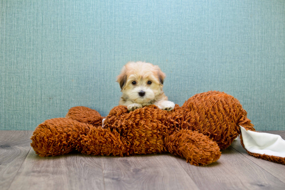 Morkie Puppy for Adoption