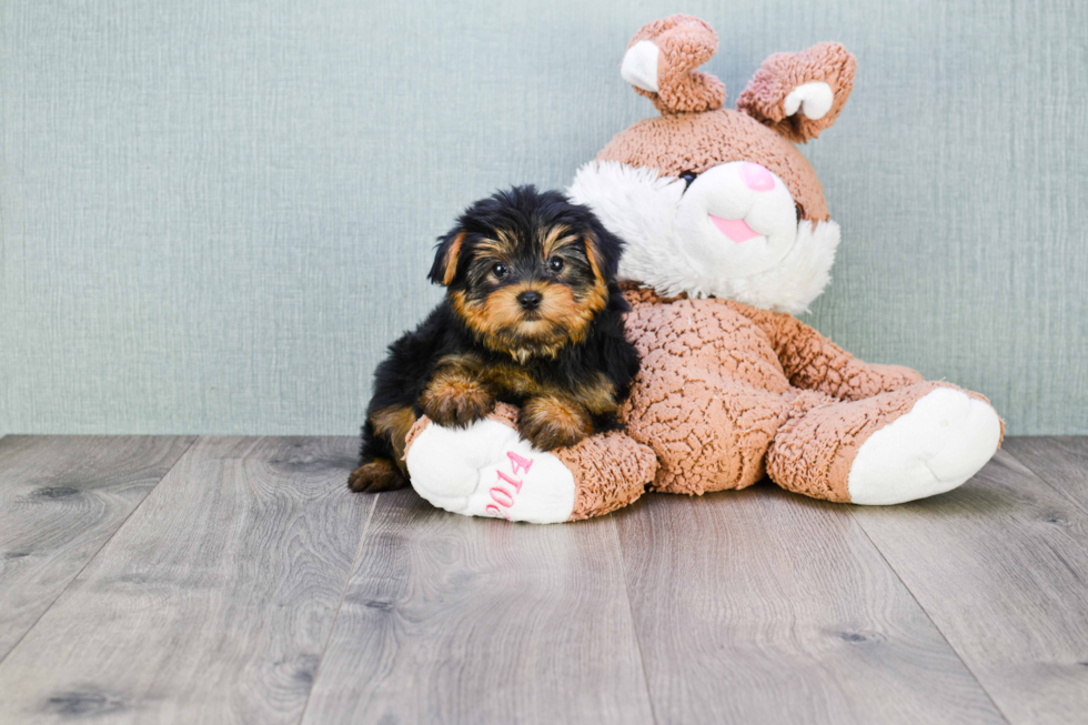 Meet Jeremy - our Yorkshire Terrier Puppy Photo 