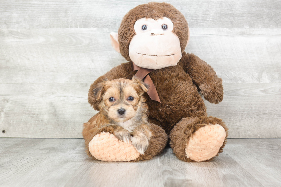 Little Yorkie Designer Puppy