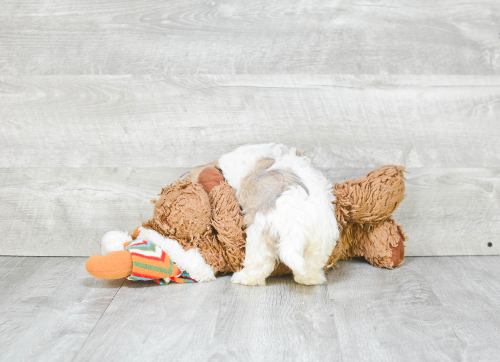 Havanese Puppy for Adoption