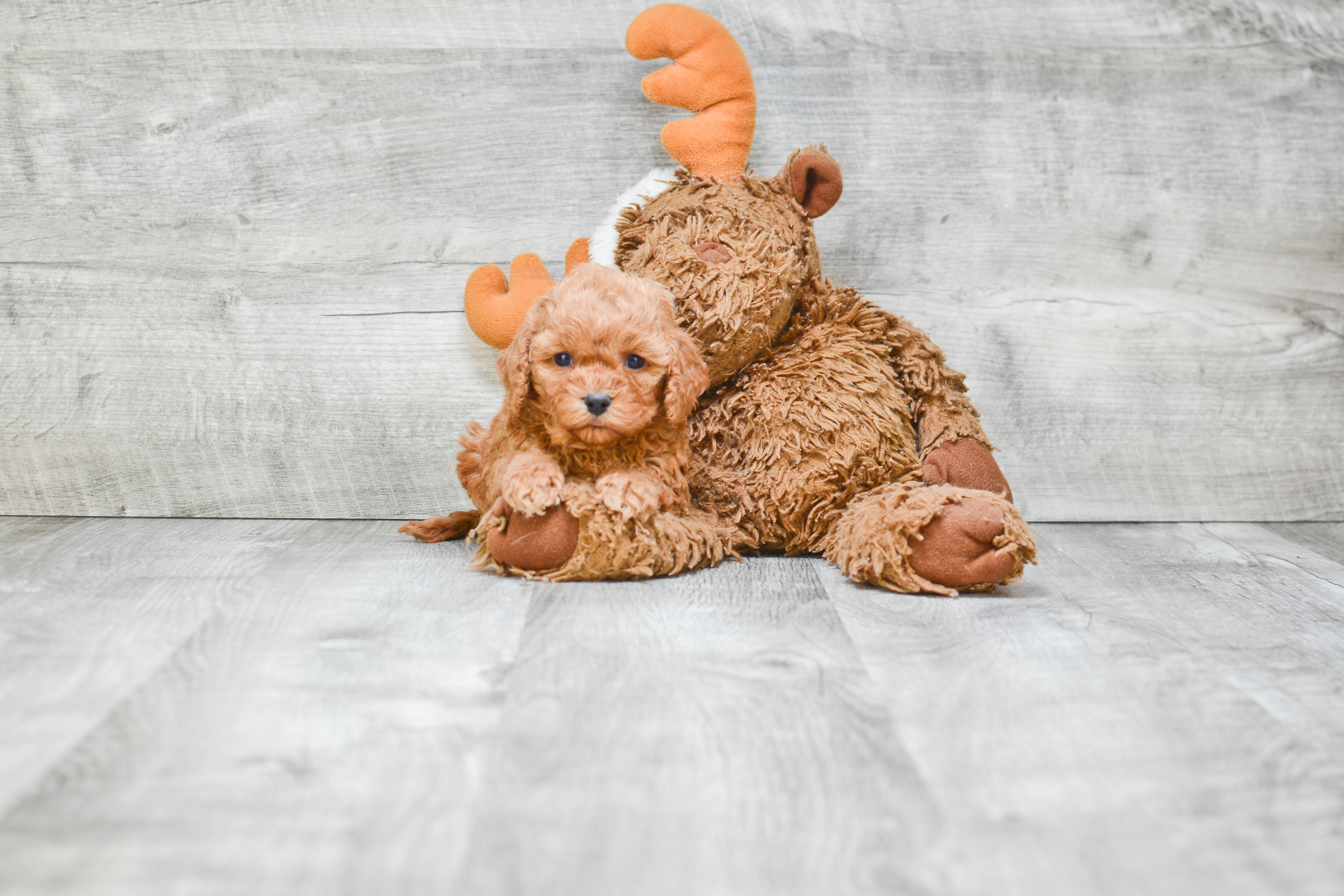 Popular Cavapoo Poodle Mix Pup