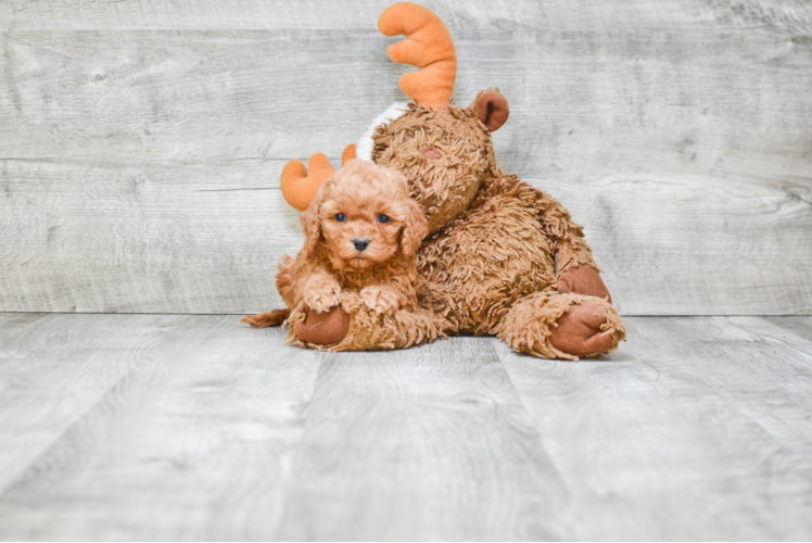 Popular Cavapoo Poodle Mix Pup