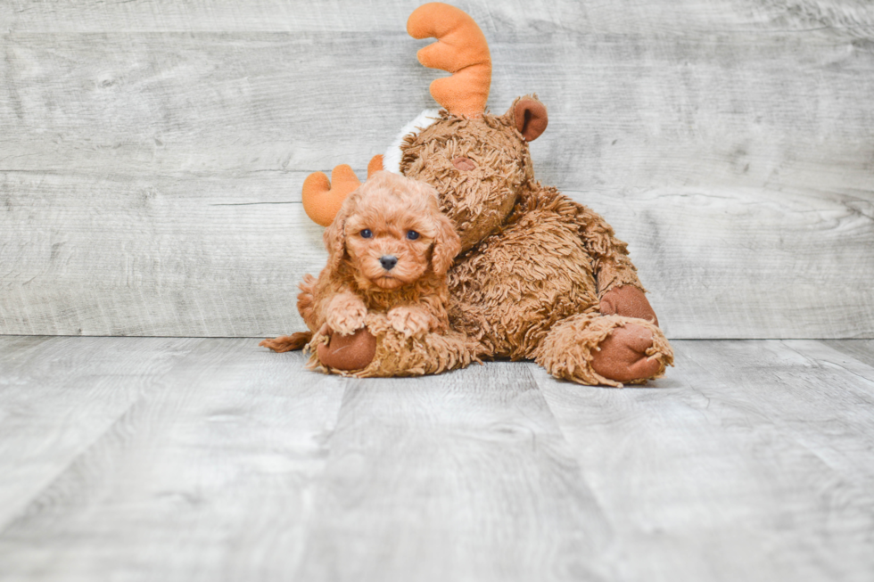 Popular Cavapoo Poodle Mix Pup