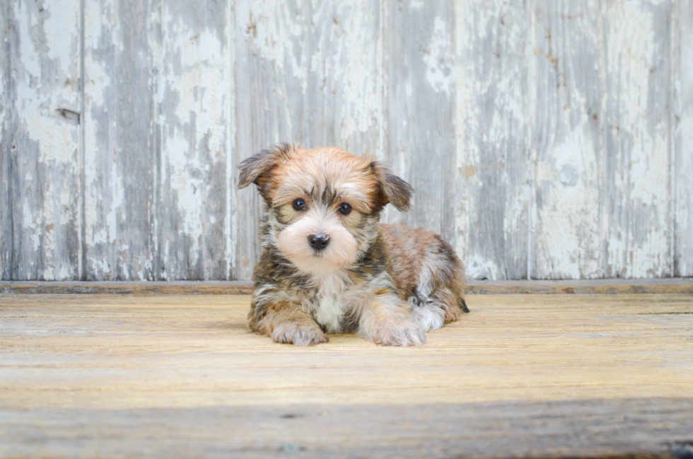 Petite Morkie Designer Pup