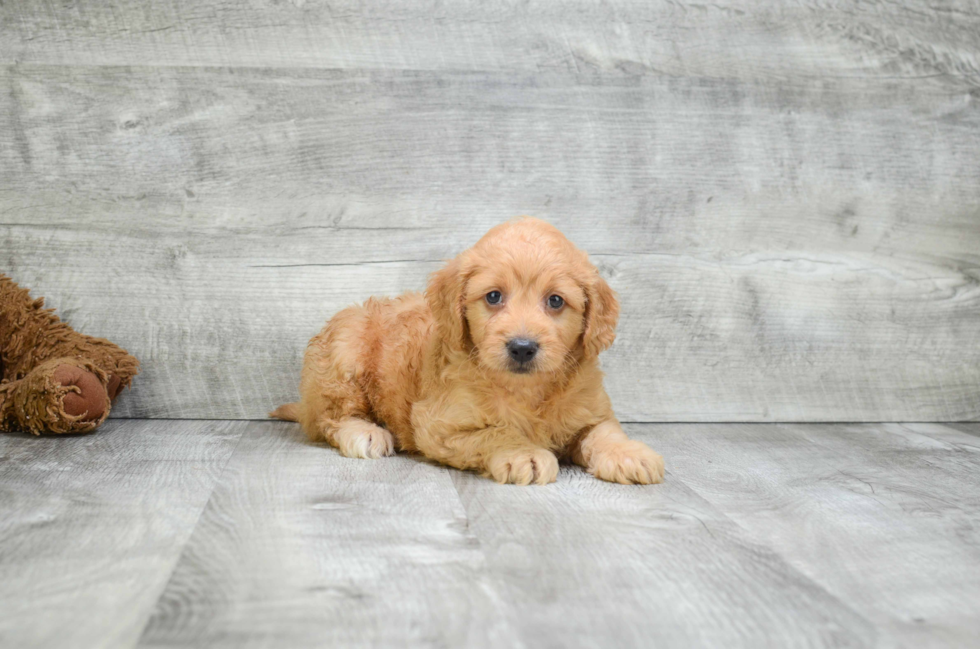 Popular Mini Goldendoodle Poodle Mix Pup