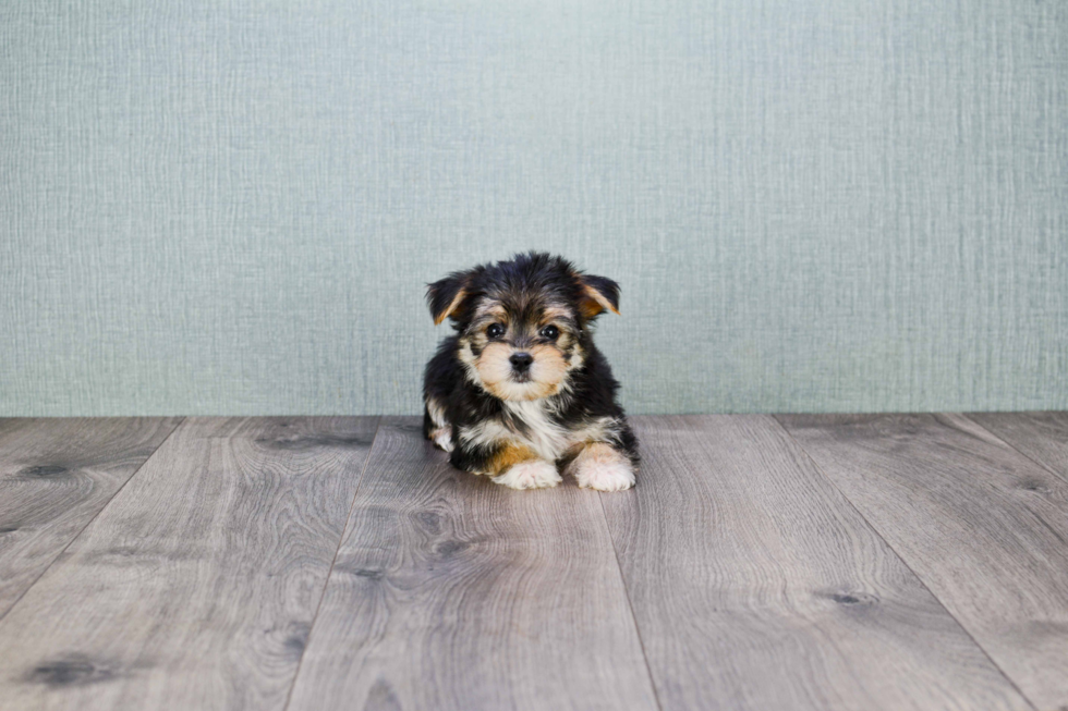 Morkie Puppy for Adoption