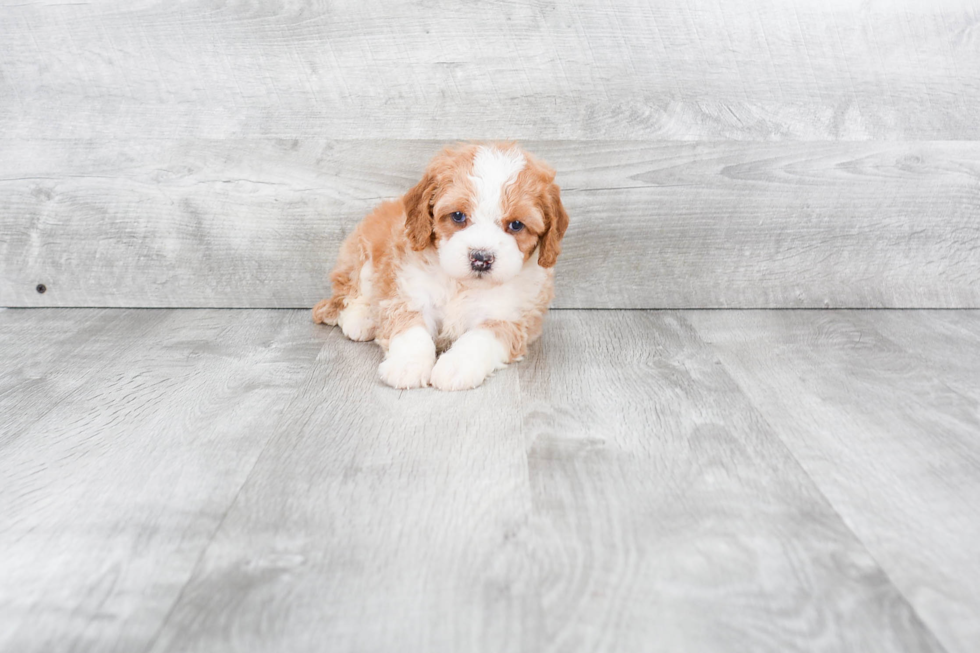 Best Mini Bernedoodle Baby
