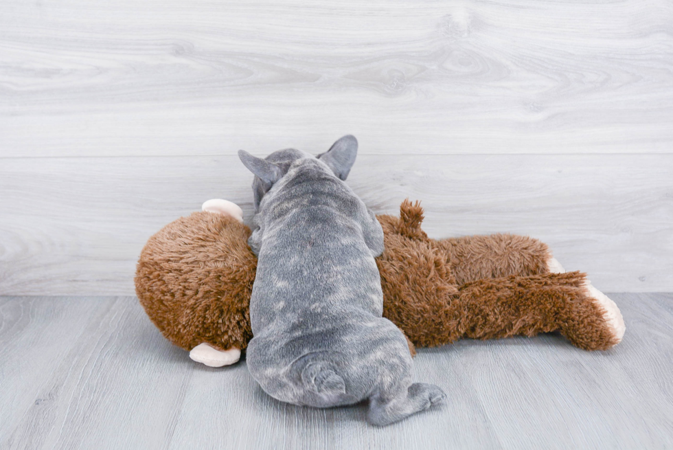 Little French Bulldog Baby