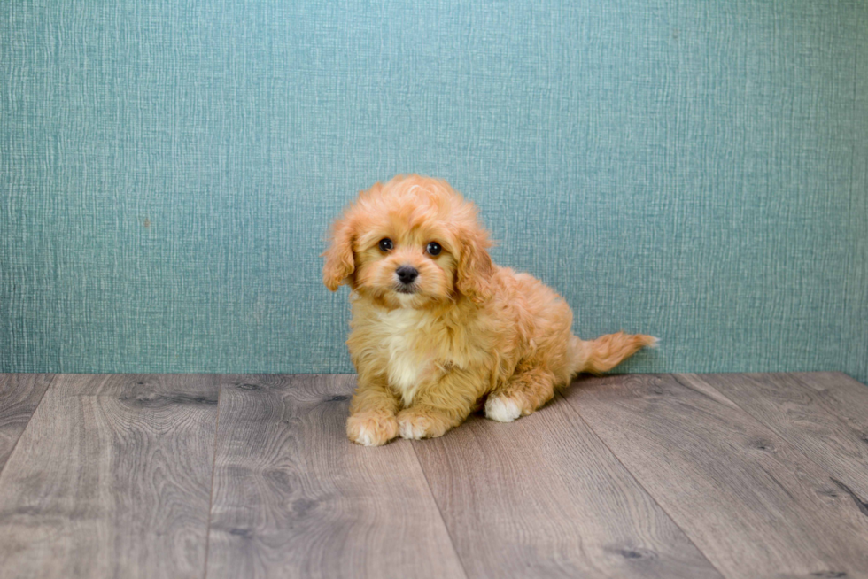 Best Cavapoo Baby