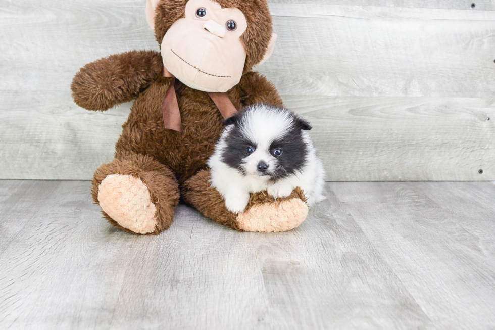Small Pomeranian Purebred Pup