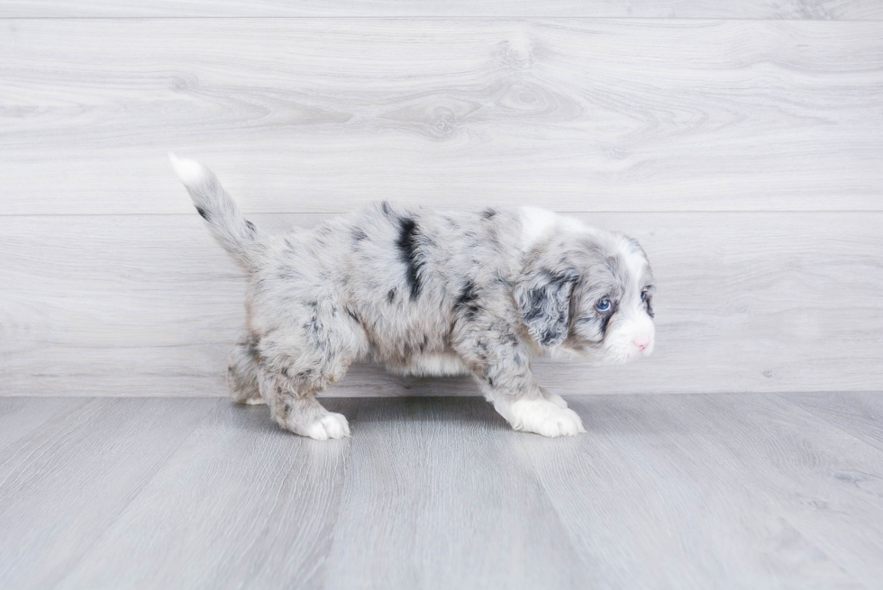 Best Mini Bernedoodle Baby