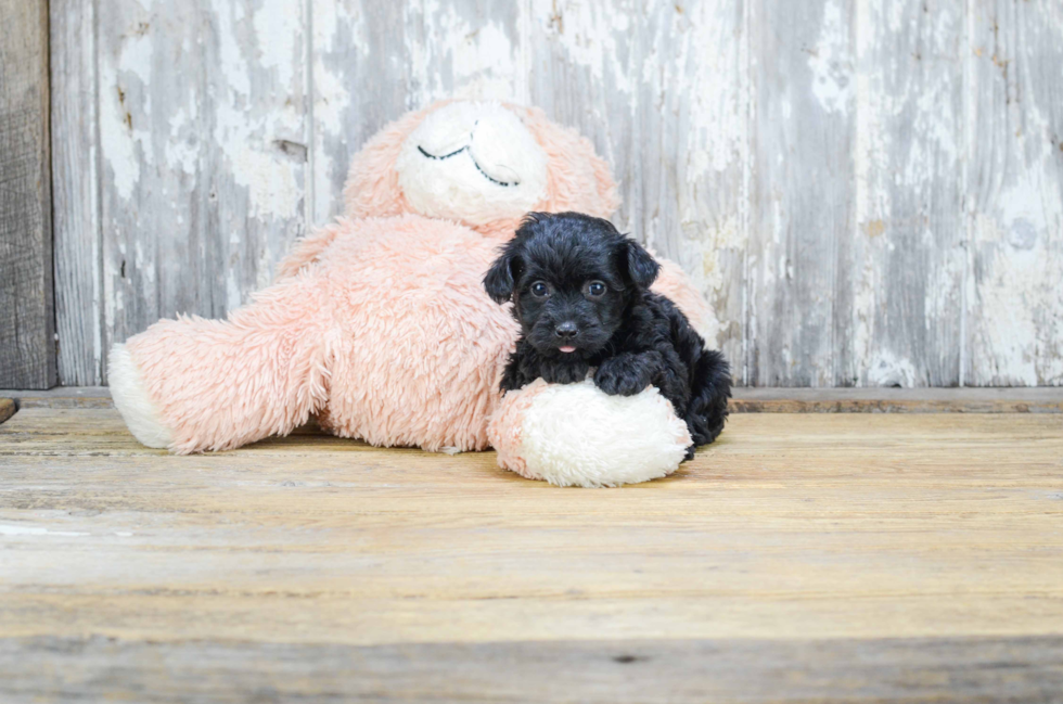 Yorkie Poo Pup Being Cute