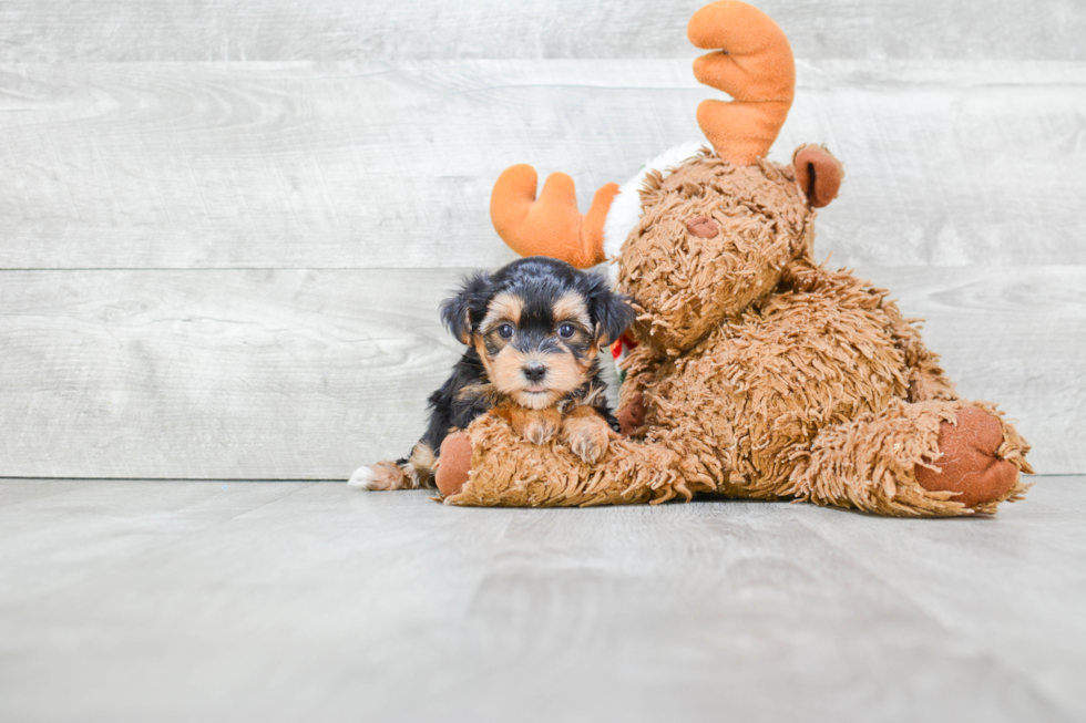 Fluffy Morkie Designer Pup