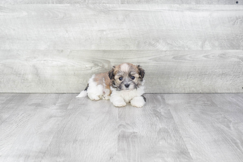 Happy Havanese Purebred Puppy