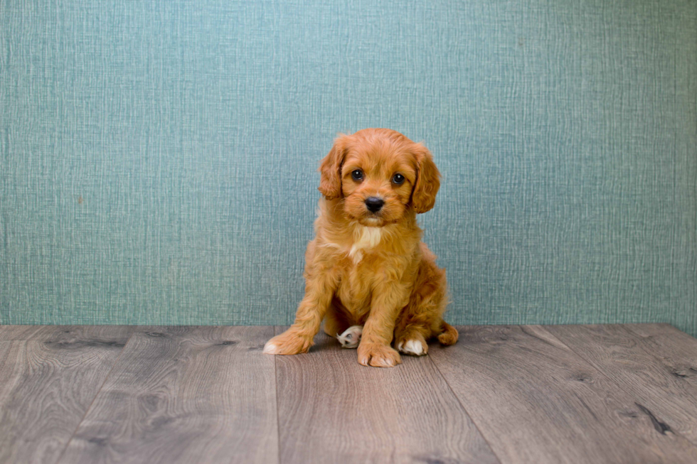 Smart Cavapoo Poodle Mix Pup