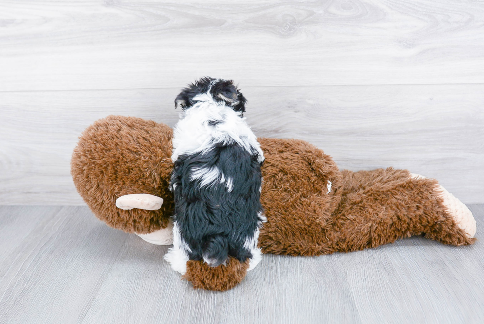 Petite Morkie Designer Pup