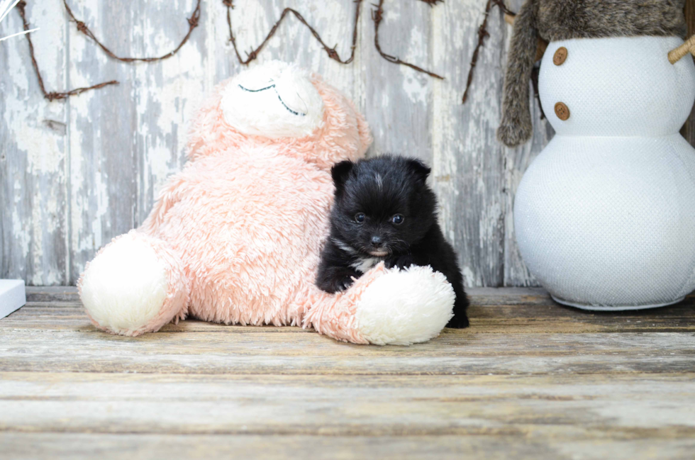 Pomeranian Puppy for Adoption