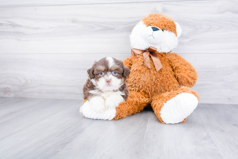 Funny Teddy Bear Designer Pup