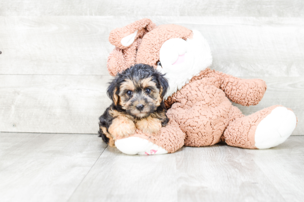 Fluffy Morkie Designer Pup