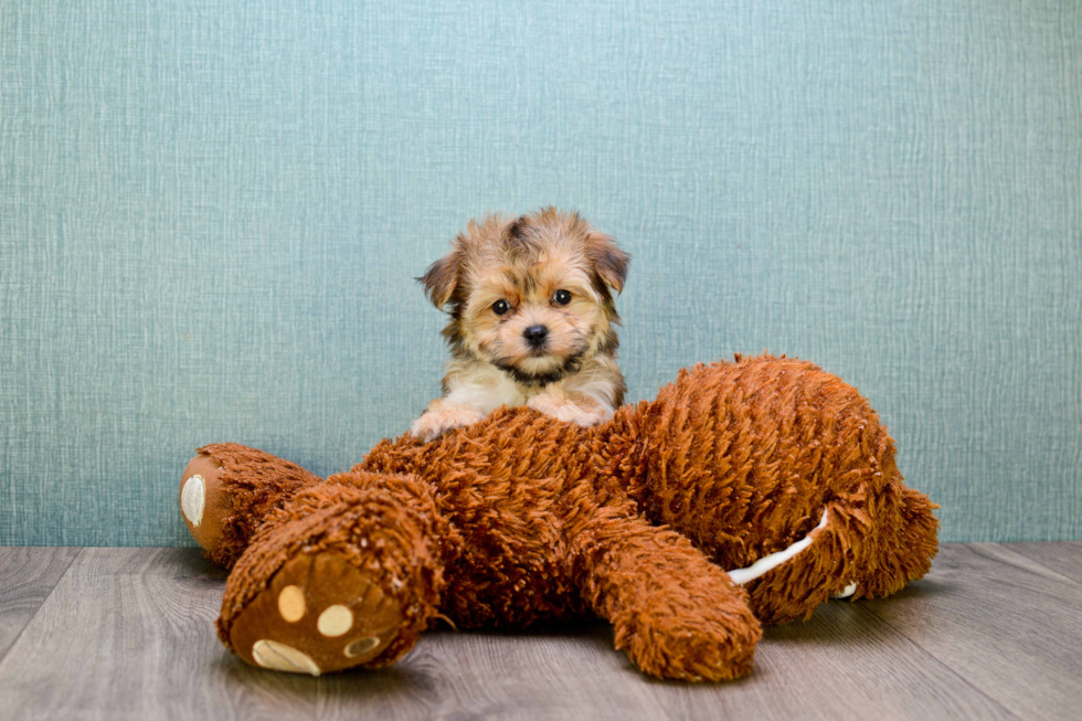 Morkie Puppy for Adoption