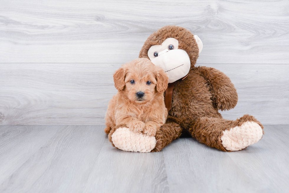 Mini Goldendoodle Pup Being Cute